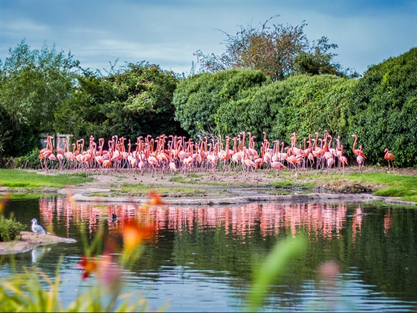 WWT Slimbridge Wetland Centre in Gloucestershire