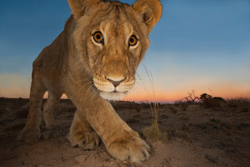 Wildlife Photographer of the Year 2014