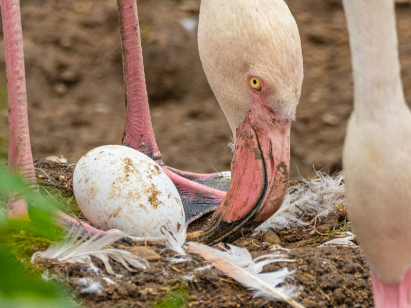 News from Birdland & Jurassic Journey