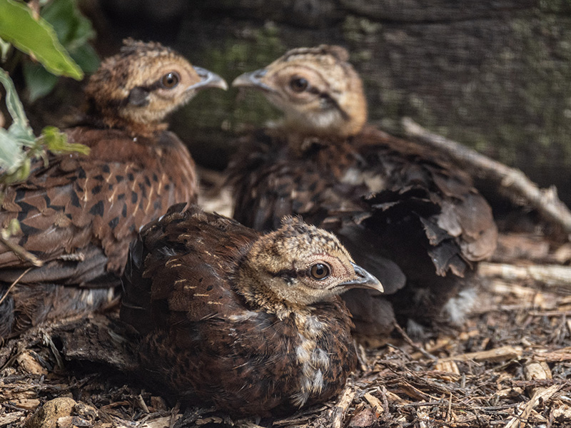 Birdland Park & Gardens