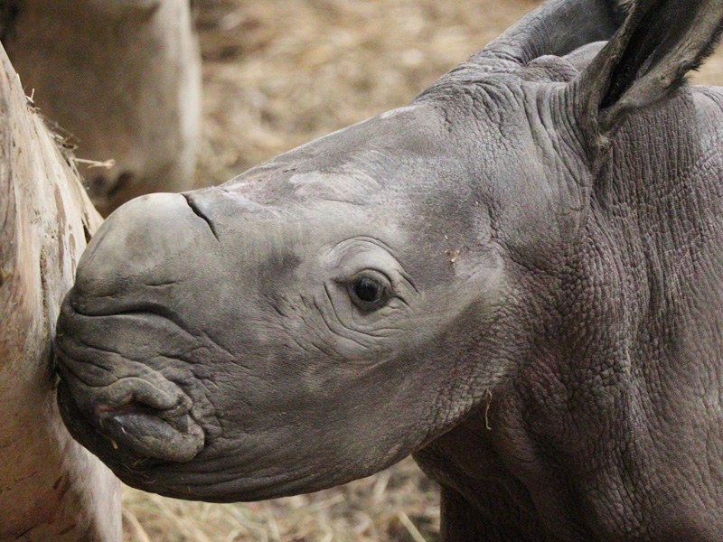Rhinos at Cotswold Wildlife Park