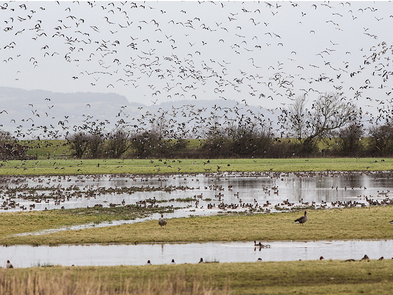 WWT Slimbridge