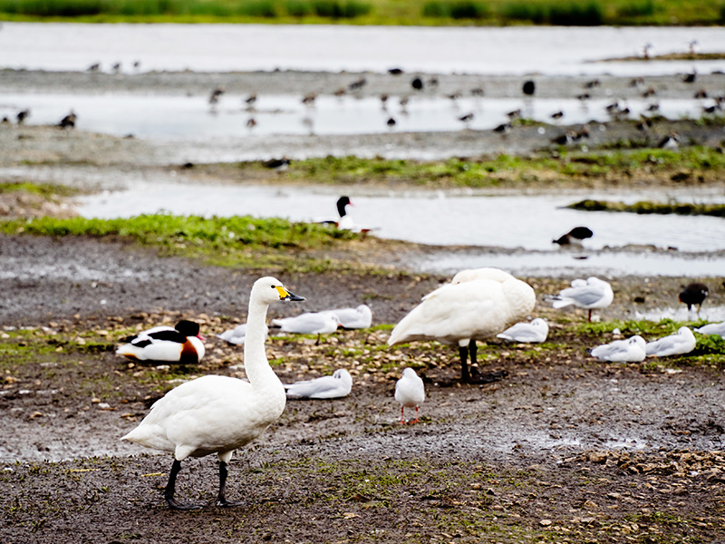 WWT Slimbridge Bewicks Swans