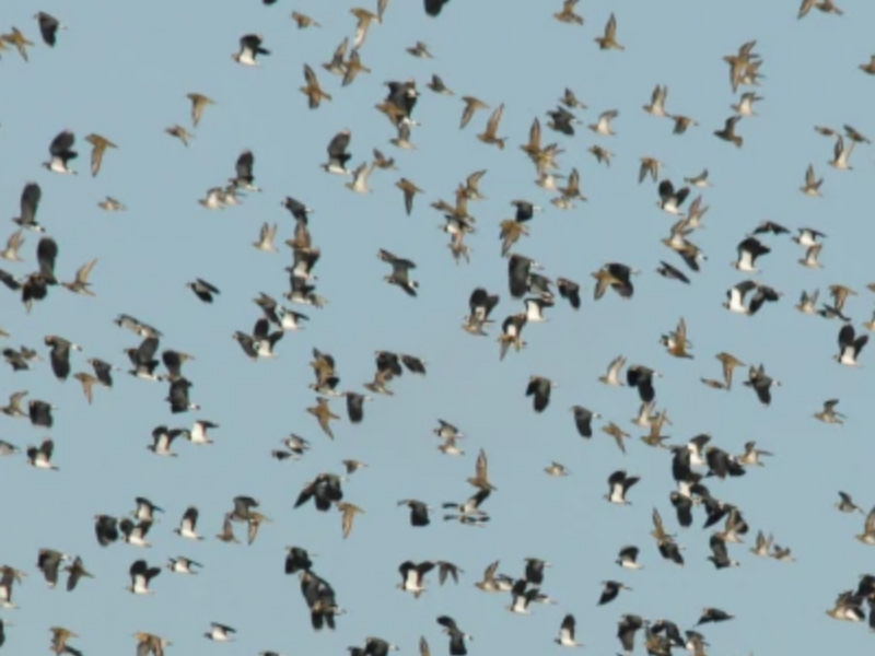 WWT Slimbridge
