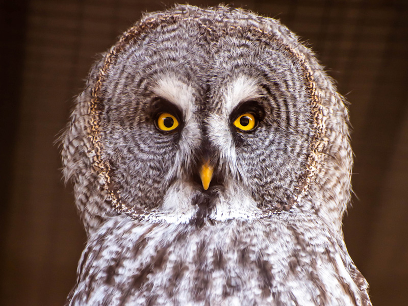 Birdland in the Cotswolds