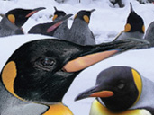 Watch the Penguins in the snow at Birdland Park & Gardens