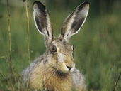 Spring events in Gloucestershire