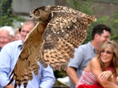 Cotswold Falconry Centre