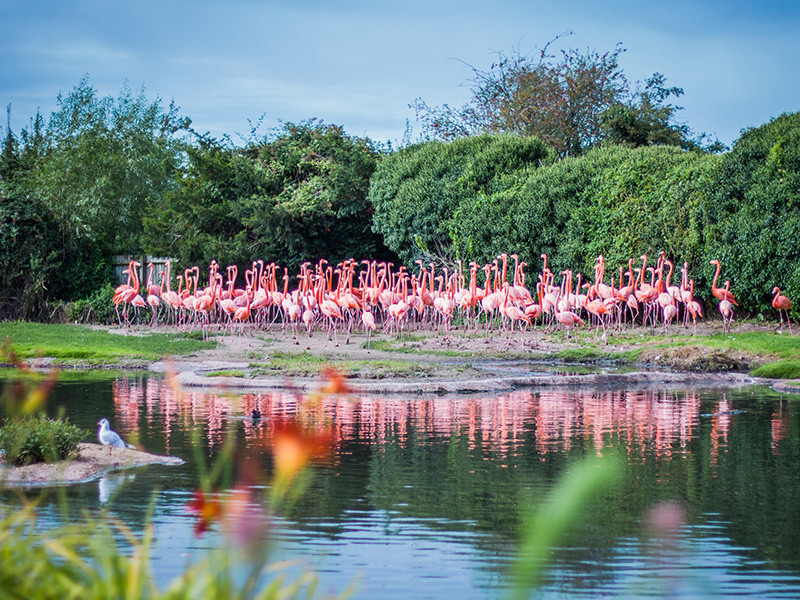 WWT Slimbridge