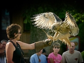 International Centre for Birds of Prey